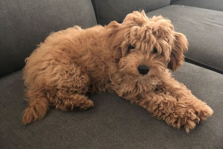 Fluffy teddybear-like dog on couch.