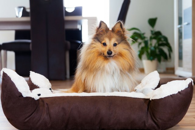 Tehaleh_New Home_Dog_istock-5114660006.png