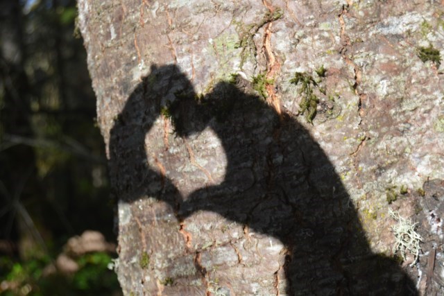 heart on tree DSC_0367 blog 640x427.jpg