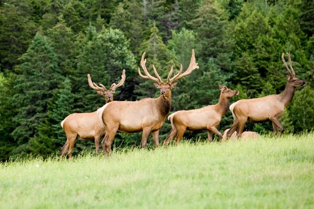 Tehaleh Elk.jpg