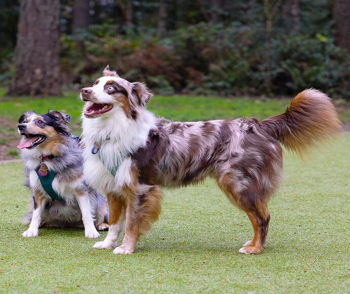 Dogs playing at new dog park | Tehaleh in Bonney Lake, WA