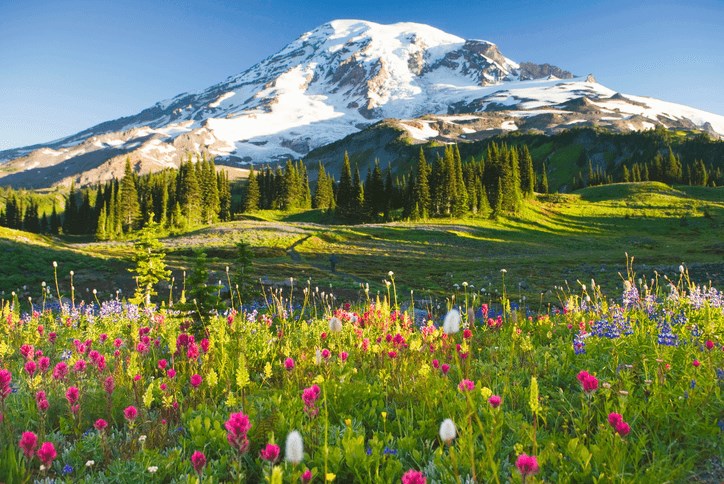 Mt Rainier paradise 