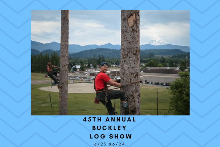 Men climbing trees at the annual Buckley Log Show.
