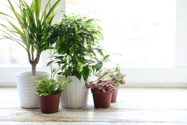 The Best Tall Houseplants: 25 Tree-Like Plants to Grow Indoors