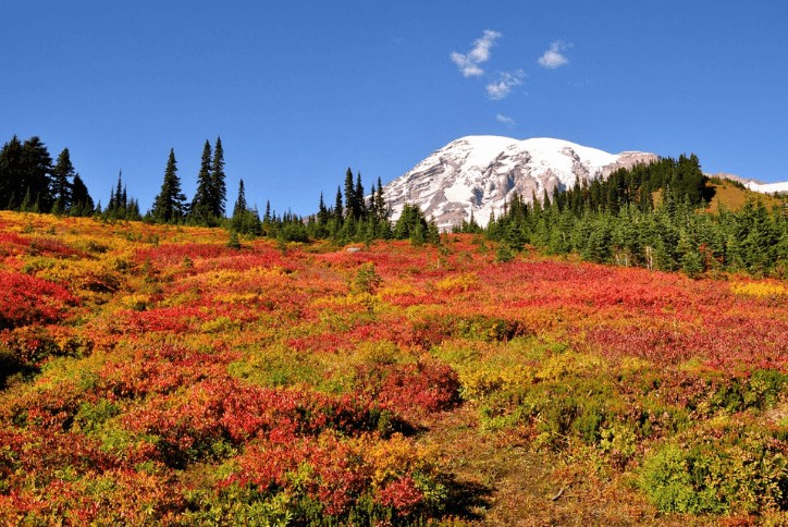 Mt Rainier paradise in fall