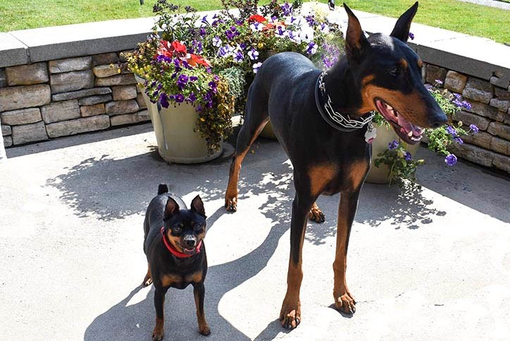 Dogs-Short-and-Tall-Unleashed 2.jpg