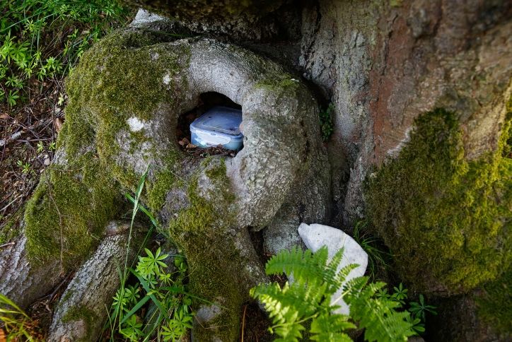 Tiny hidden treasure in tree trunk.