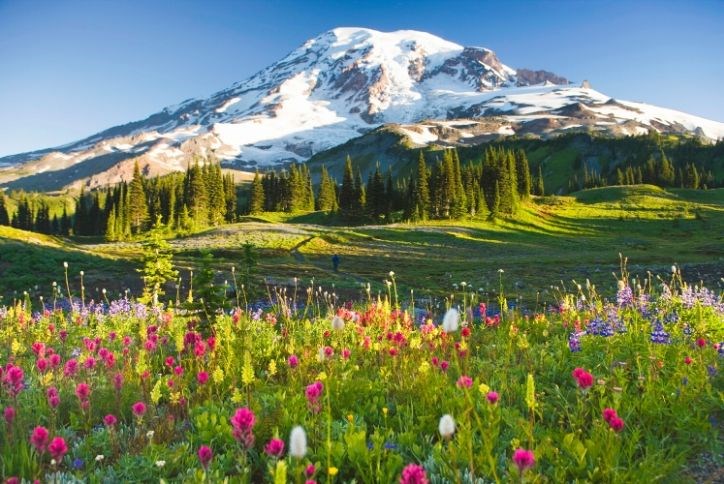 Mount Rainier with spring flowers and blue skies