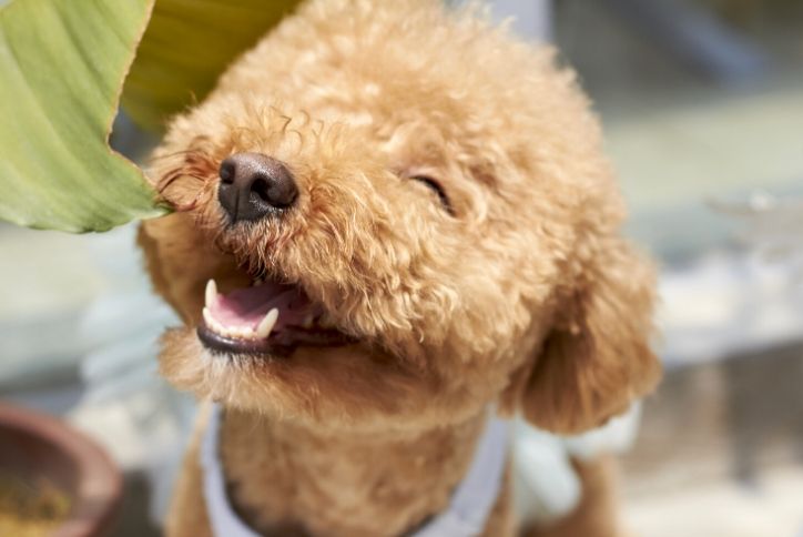 Brown curly dog smiling.