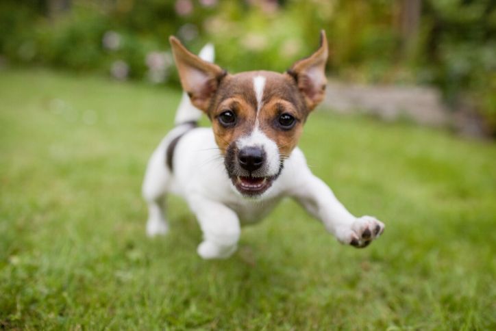 Small dog running on grass looking into camera.