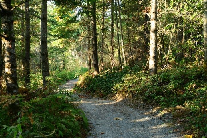 Tehaleh forest trail.