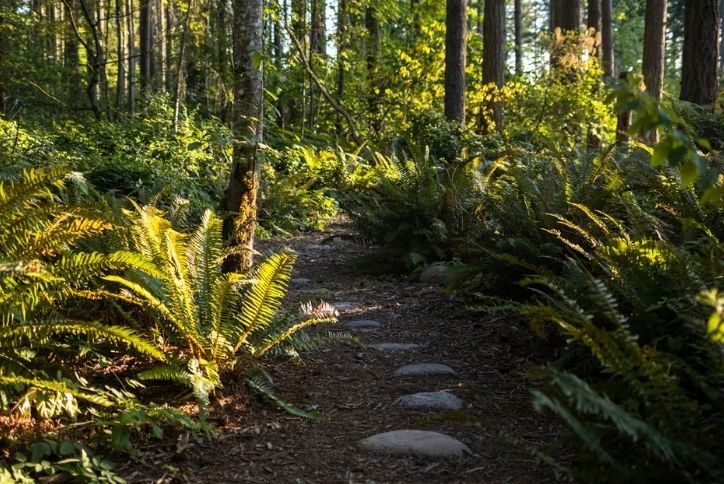 Walking trail through jungle looking forest