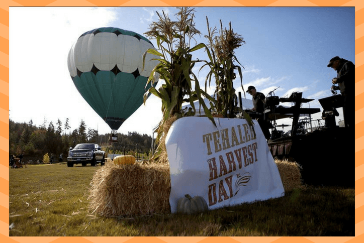 Corn plants and hot air balloon outside Tehaleh's Annual Harvest Day.