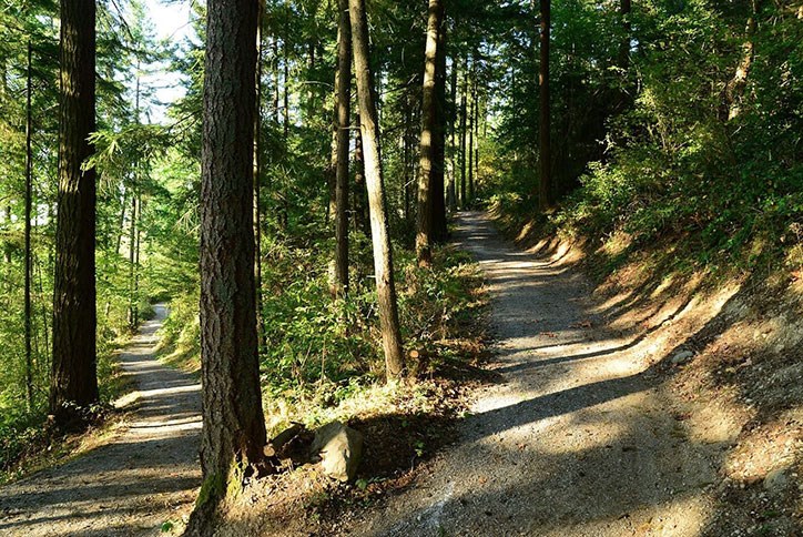 Trail running through Tehaleh forest.