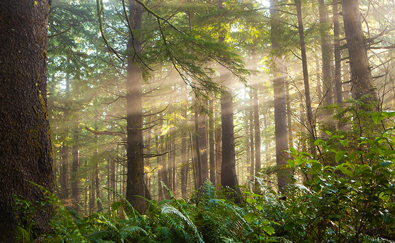 Light falling into Tehaleh forest making it look magical.