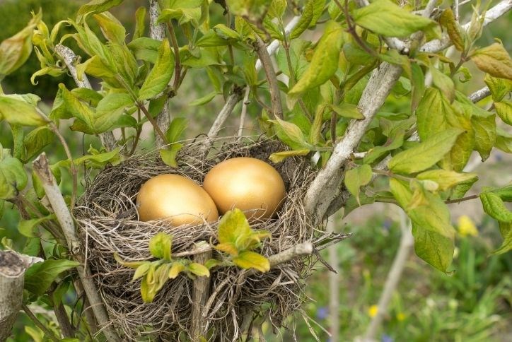Golden Eggs-Nest.jpg