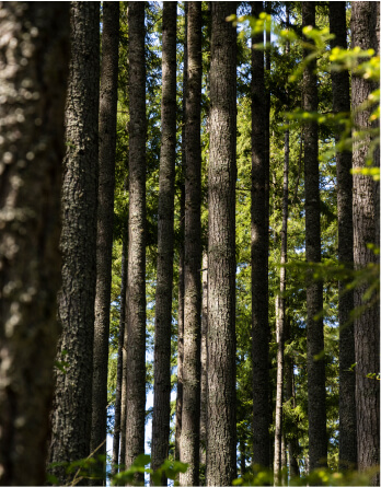 Trees in the Tehaleh community in Bonney Lake, WA surrounding nature