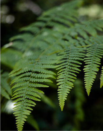 Tehaleh community in Bonney Lake, WA fern leaf