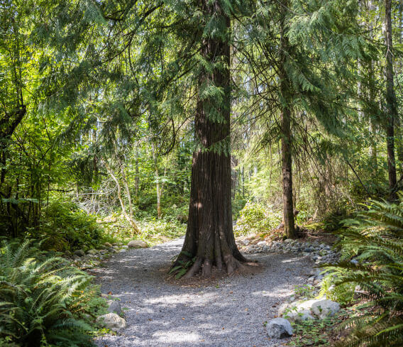 Tehaleh community surrounding nature and trails in Bonney Lake, WA