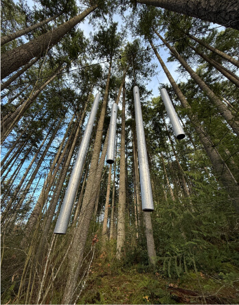 Tehaleh community in Bonney Lake, WA trees