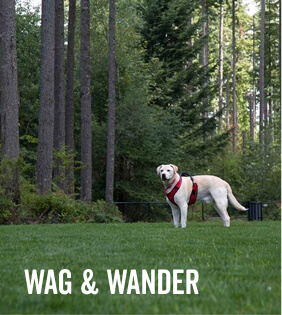 Dog and owner enjoying Tehaleh walking trails