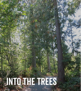 Tehaleh forest trails and tall trees